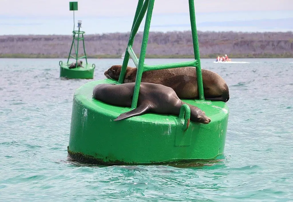 Galápagos_sea_lions_02