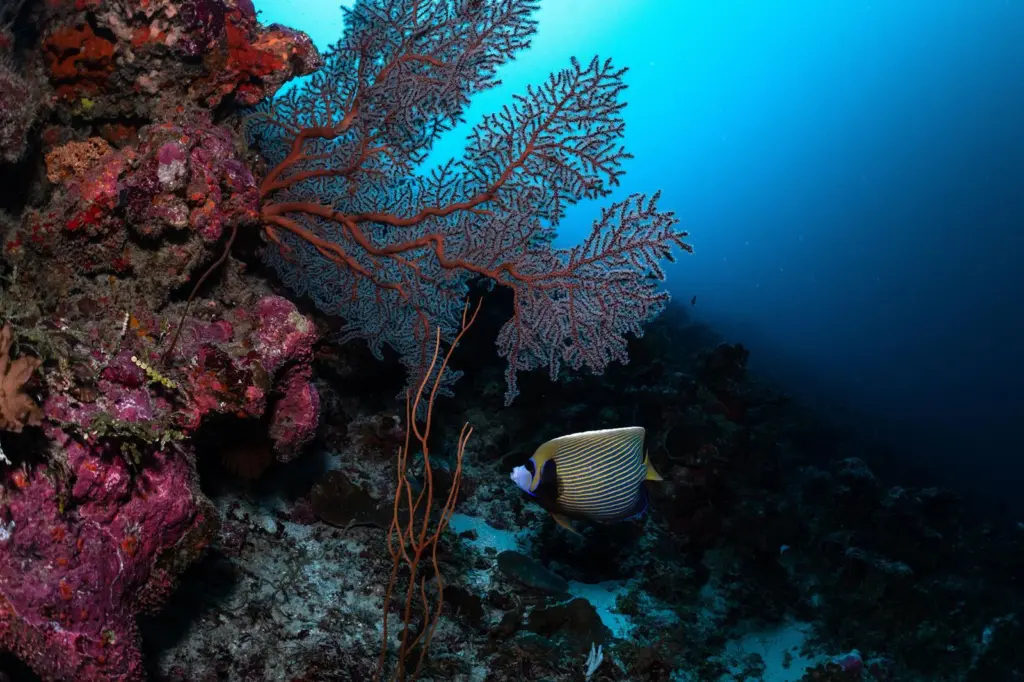 Image from the Nippon Nekton expedition 2022