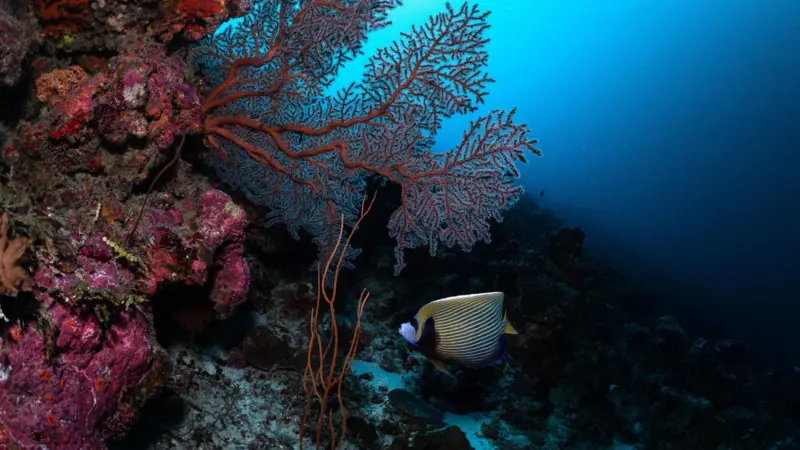 Image from the Nippon Nekton expedition 2022