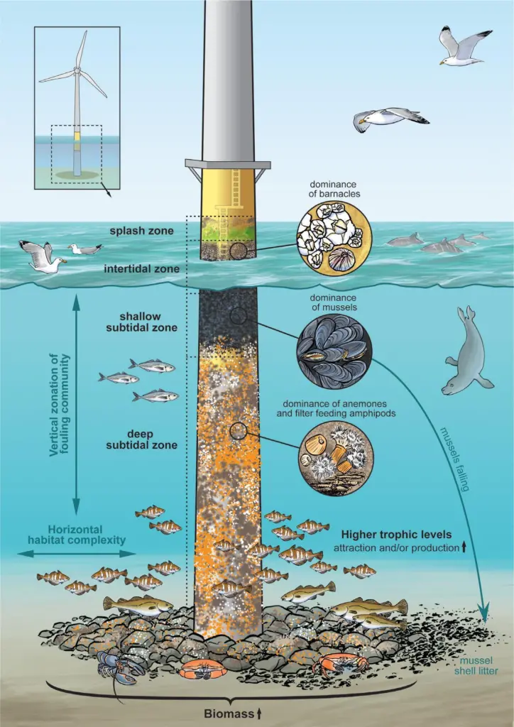 Marine life