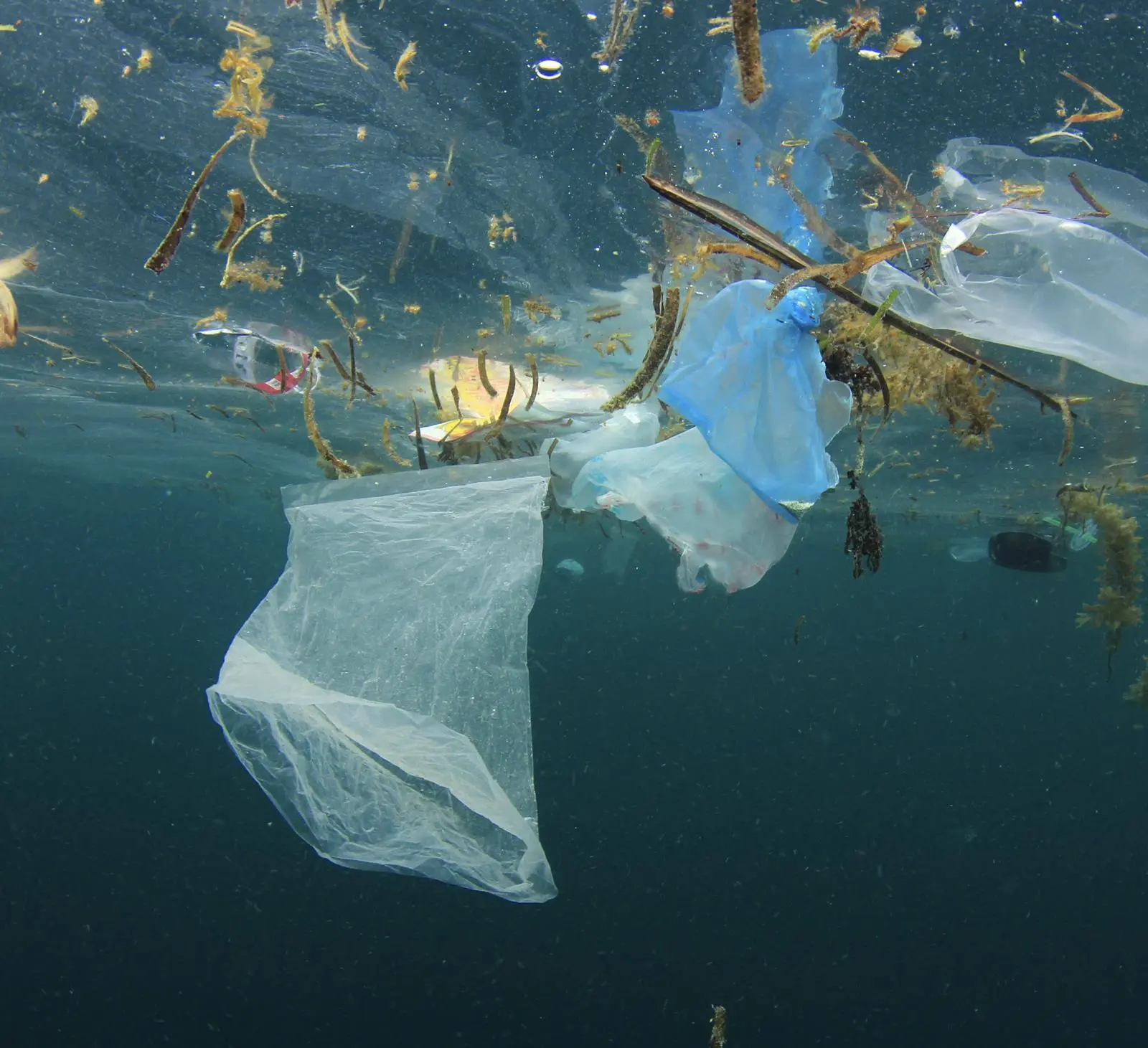 Plastic Pollution Image