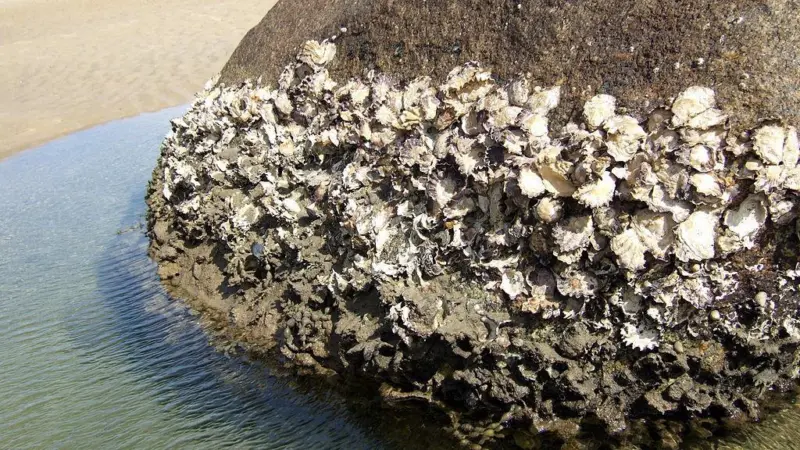 Rock oysters