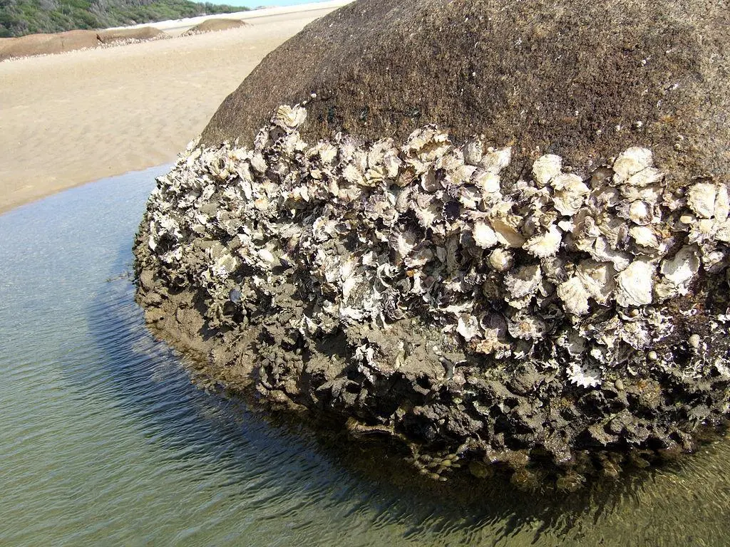 Rock oysters