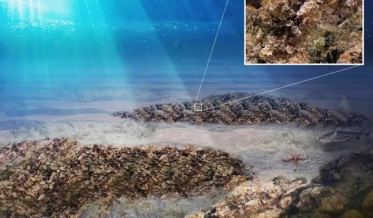 The image shows how the oyster reef will be constructed during the BELREEFS project