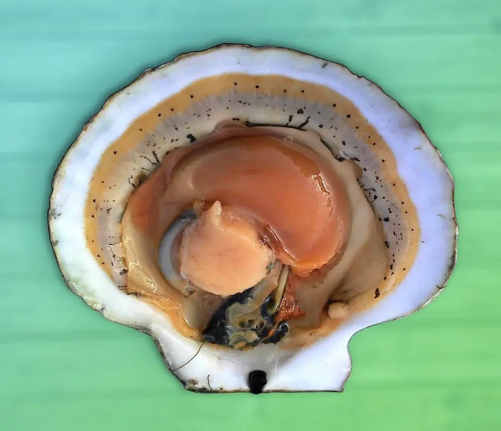 Opened_scallop_shell_(3)