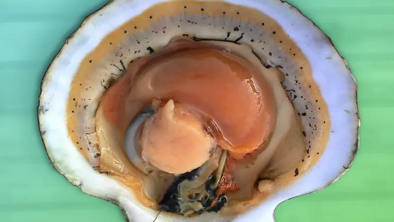 Opened_scallop_shell_(3)
