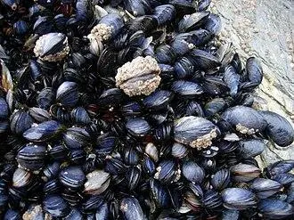 CornishMussels