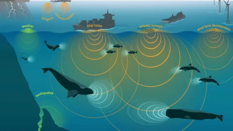 Subsea noise credit NOAA Fisheries