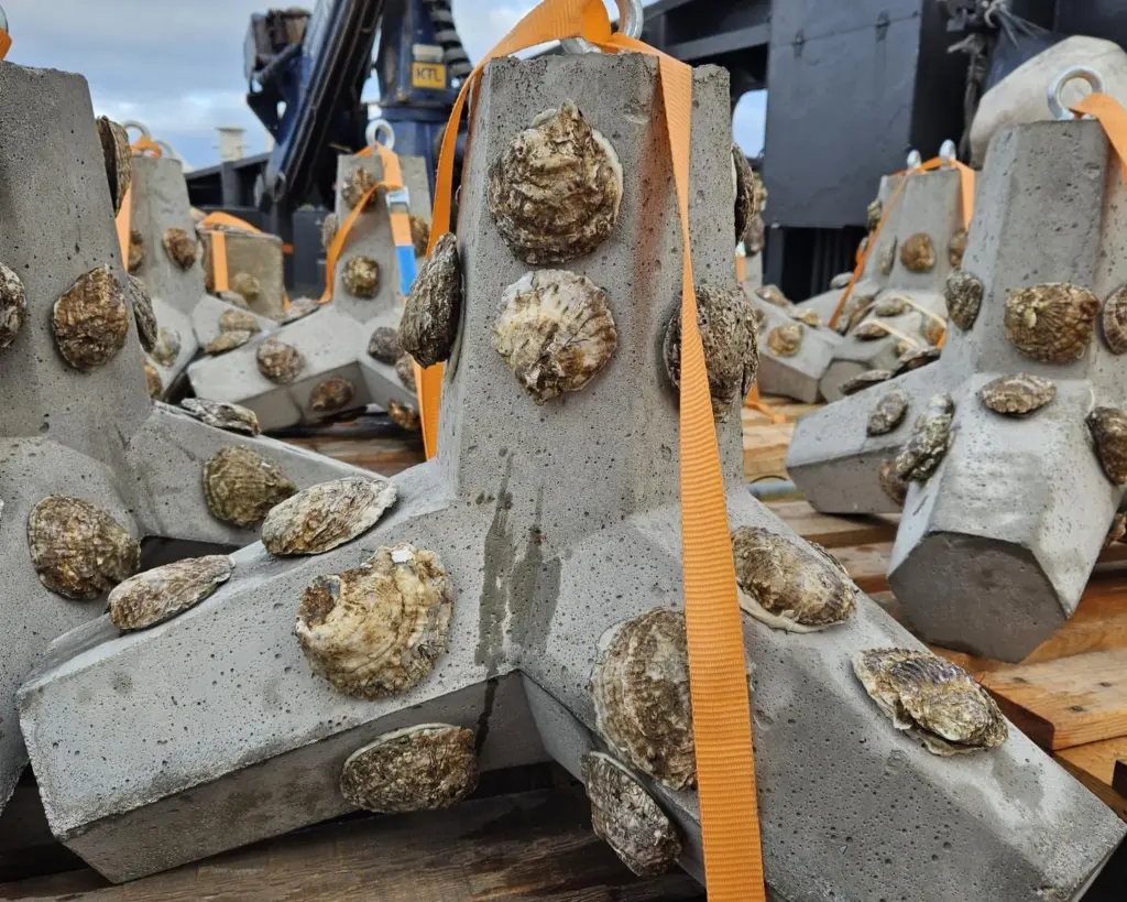 Oysters
