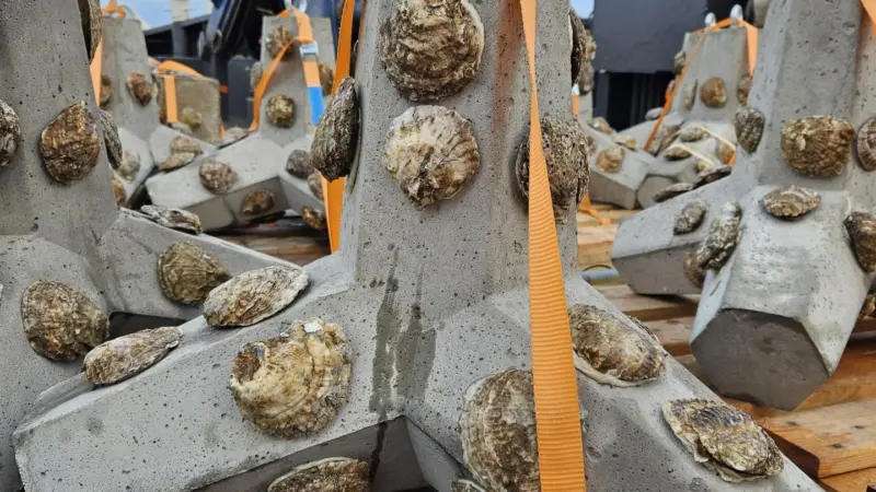 Oysters