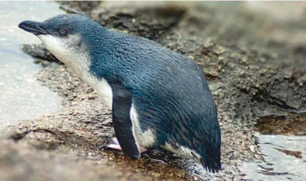 West Coast Penguin Trust
