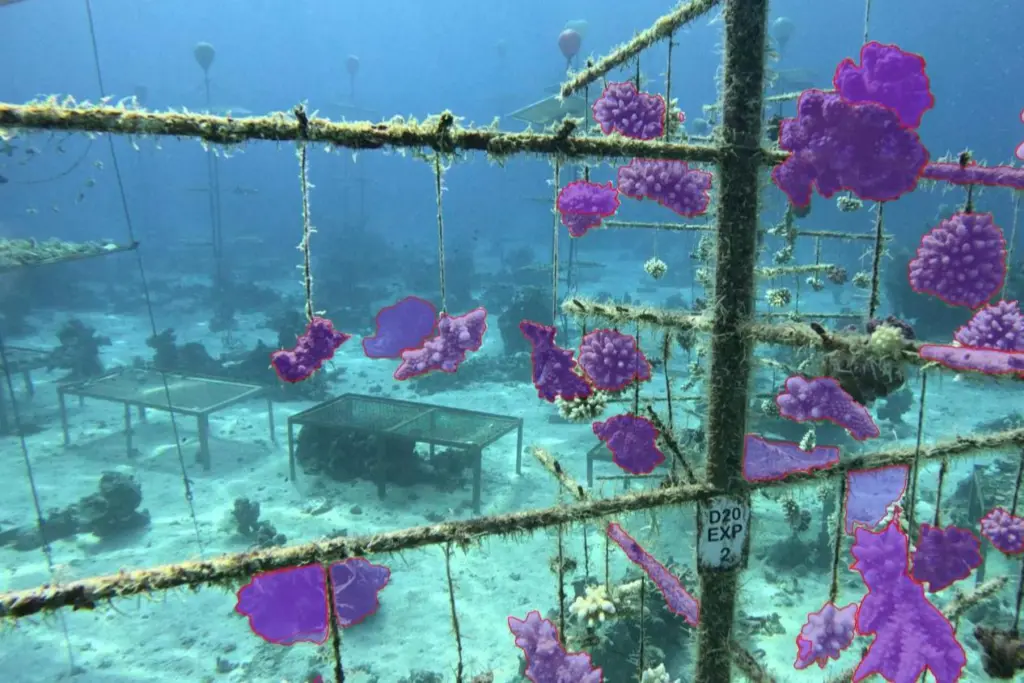 The image shows segmented images of underwater coral nursery structures