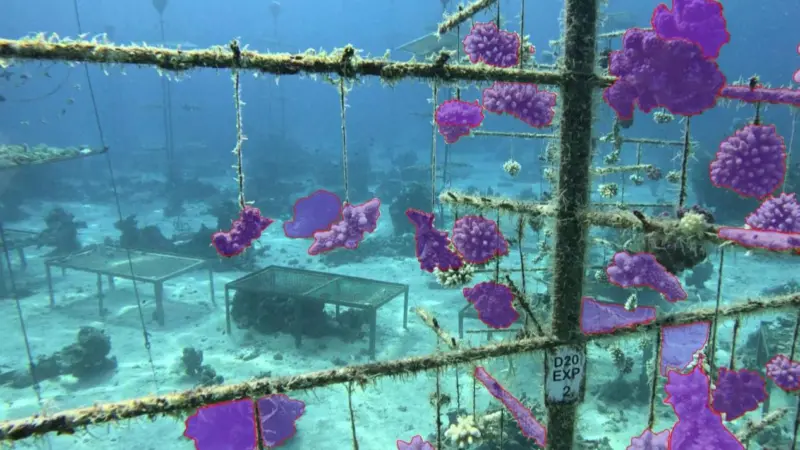 The image shows segmented images of underwater coral nursery structures