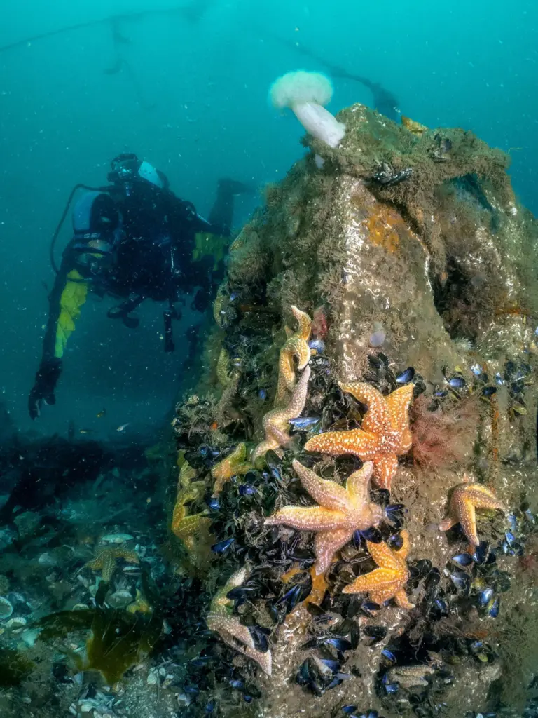 A diver with a reef cube in the foreground with starfish and molluscs