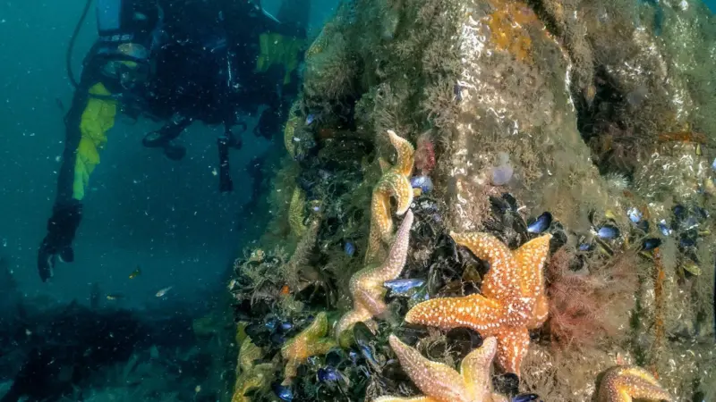 A diver with a reef cube in the foreground with starfish and molluscs
