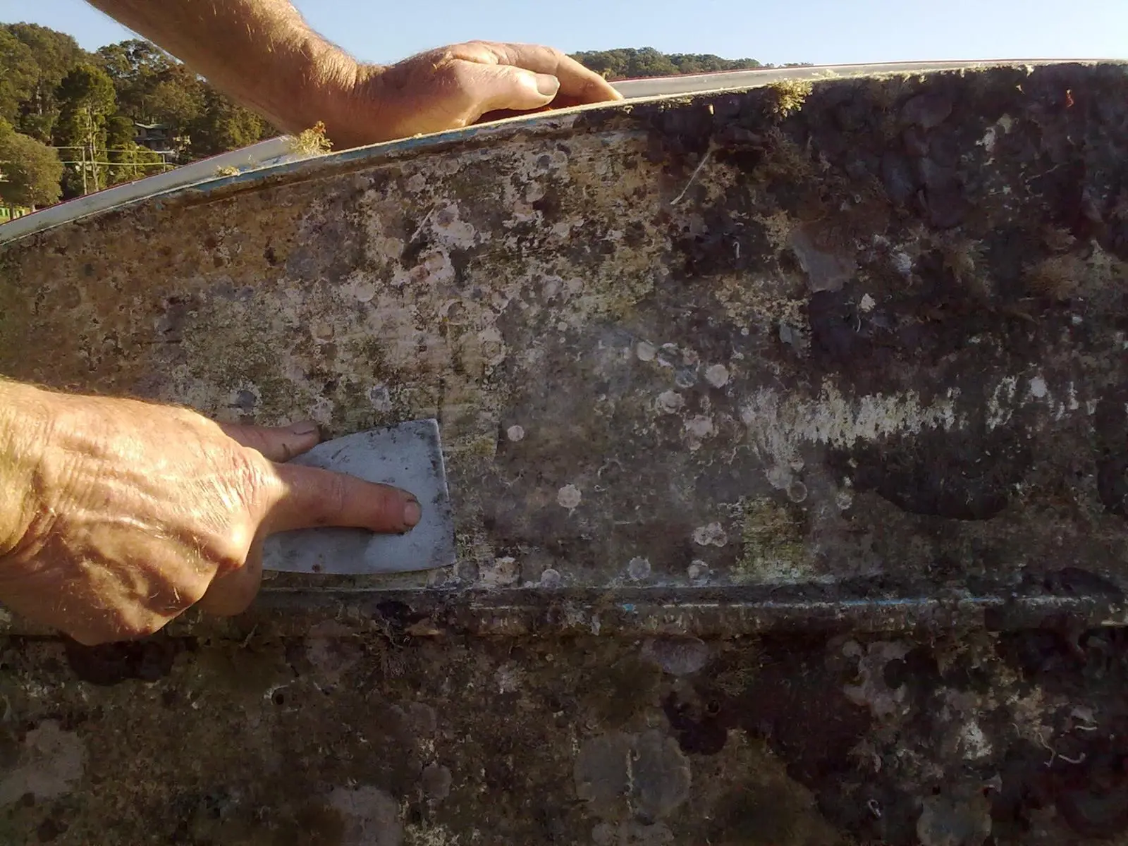 Boat_fouling_organisms_(4875279836)