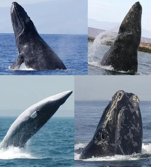 Baleen whales