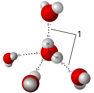3D_model_hydrogen_bonds_in_water.svgz