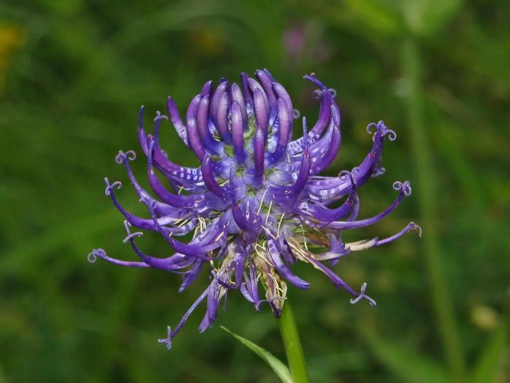 Campanulaceae_-_Phyteuma_orbiculare