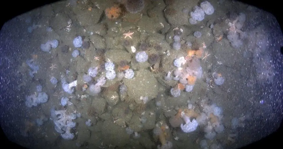Image captured from BeWild survey
