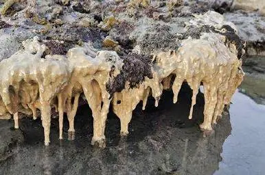 Carpet sea squirt