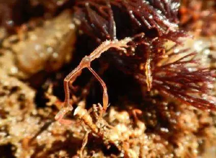 Japanese skeleton shrimp