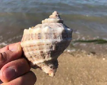 Veined Rapa whelk