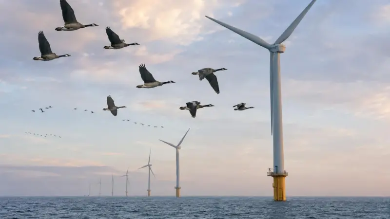 Birds and offshore wind